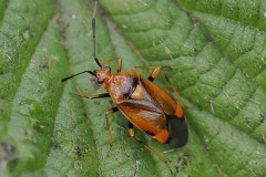 Deraeocoris-ruber, Thorne Moor