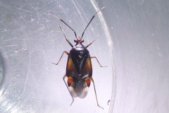 Deraeocoris ruber - Capsid Bug