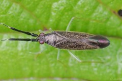 Heterotoma planicornis, Thorne Moor