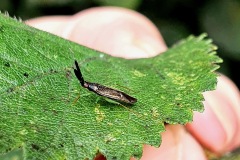 Heterotoma planicornis, Sandall Park, Doncaster.