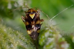 Liocoris tripostulatus, Thorne Moor