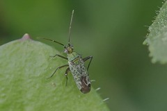 Macrotylus paykulli on Restharrow, Thorne Moor