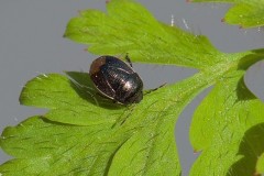 Legnotus limbosus - Bordered Shieldbug, Woodside Nurseries, Austerfield.