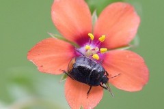 Legnotus limbosus - Bordered Shieldbug, Woodside Nurseries, Austerfield