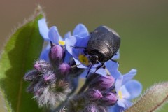 Sehirus luctuosus - Forget-me-Not Shieldbug, Woodside Nurseries, Austerfield.