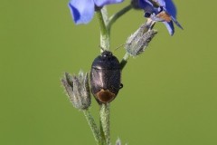 Sehirus luctuosus - Forget-me-Not Shieldbug, Woodside Nurseries, Austerfield.