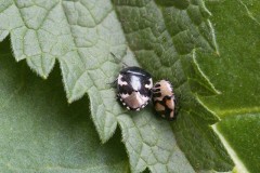 Tritomegas bicolor - Pied Shieldbug (adult & nymph), Woodside Nurseries, Austerfield.y