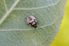 Tritomegas bicolor - Pied Shieldbug (nymph), Woodside Nurseries, Austerfield.