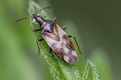 Anthocoris nemorum - Common Flower Bug, Thorne Moor