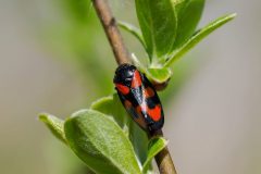 Cercopis vulnerata - Red-and-black Froghopper, Thorne Moor