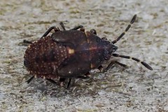 Kleidocerys resedae - Birch Catkin Bug (nymph), Thorne Moor