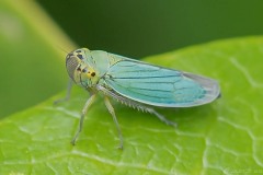 Cicadella viridis - Green Leaf-hopper, Thorne Moor.