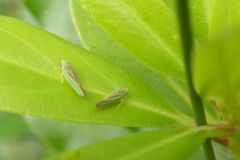 Graphocephala fennahi - Rhododendron Leaf Hopper, Thorne Moor.