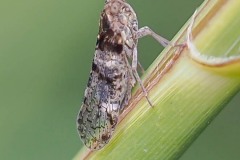 Cixius nervosus, Thorne Moor.