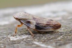 Aphrophora alni - Alder Spittlebug, Thorne Moor