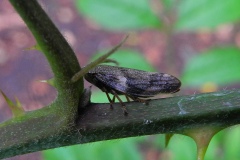 Aphrophora alni - Alder Spittlebug,Lindrick Common