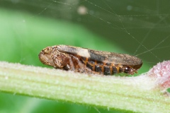 Aphrophora alni - Alder Spittlebug, Treswell Wood