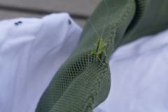 Metrioptera brachyptera - Bog Bush Cricket, Thorne Moor