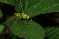 Leptophyes punctatissima - Speckled Bush Cricket, Barrow Hills NR