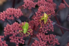 Leptophyes punctatissima - Speckled Bush Cricket,  (male and female), Breezy Knees Gardens, Yorks.