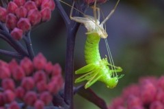 Leptophyes punctatissima, - Speckled Bush Cricket, (shedding its skin), Breezy Knees Gardens, Yorks.