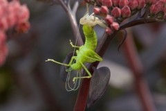 Leptophyes punctatissima, - Speckled Bush Cricket, (shedding its skin), Breezy Knees Gardens, Yorks.