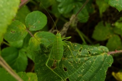 Leptophyes punctatissima - Speckled Bush Cricket (Juvenile female), Barrow Hills NR