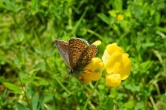 Aricia agestis - Brown Argus