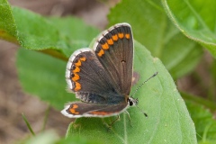 Aricia agestis - Brown Argus