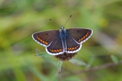 Aricia agestis - Brown-Argus, N. Notts