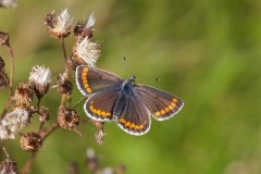 Aricia agestis - Brown Argus, Woodside Nurseries, Austerfield.