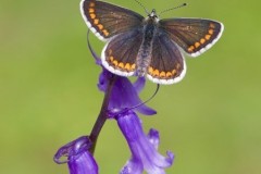 Aricia agestis - Brown Argus, Woodside Nurseries, Austerfield.