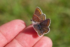 Aricia agestis - Brown Argus, Woodside Nurseries, Austerfield.