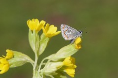 Aricia agestis - Brown Argus, Woodside Nurseries, Austerfield.