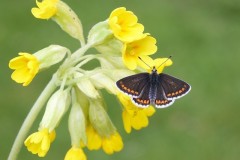 Aricia agestis .- Brown Argus, Woodside Nurseries, Austerfield