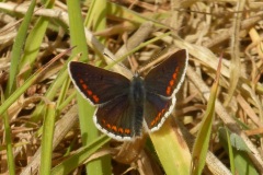 Aricia agestis - Brown Argus, Kings Wood, Bawtry