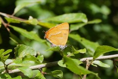 Thecla betulae - Brown Hairstreak, Chambers Farm Wood, Lincs.