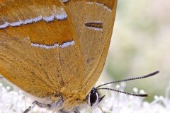 Thecla betulae - Brown Hairstreak, Chambers Farm Wood, Lincs.