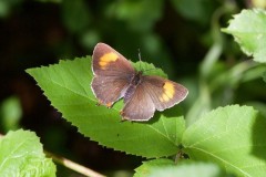 Thecla betulae - Brown Hairstreak, Chambers Farm Wood, Lincs.