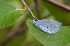 Celastrina argiolus - Holly Blue , Woodside Nurseries, Austerfield.