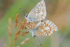 Polyommatus icarus - Common-Blue,  Thorme Moor