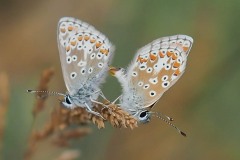 Polyommatus icarus - Common-Blue,  Thorme Moor