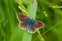 Polymmatus icarus , Common Blue