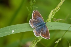 Polymmatus icarus , Common Blue