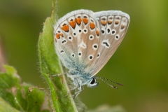 Polymmatus icarus , Common Blue