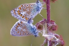 Polyommatus icarus - Common-Blue, Rimac, Lincs.