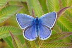 Polyommatus icarus - Common-Blue, Woodside Nurseries, Austerfield.