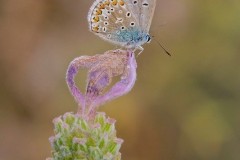 Polyommatus icarus - Common-Blue, Woodside Nurseries, Austerfield.