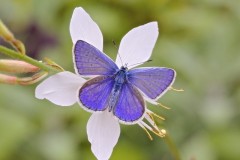 Polyommatus icarus - Common-Blue, Woodside Nurseries, Austerfield.