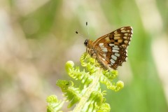 Hamearis lucina - Duke of Burgundy, N. Yorks.